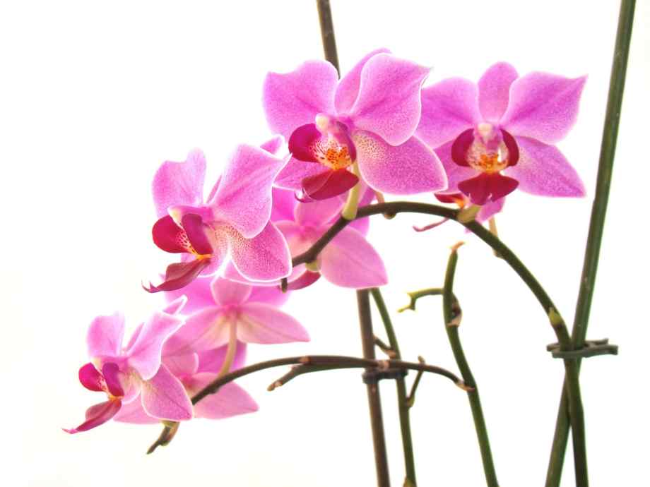 L’arrosage adapté pour des orchidées en bonne santé-Luxury Design