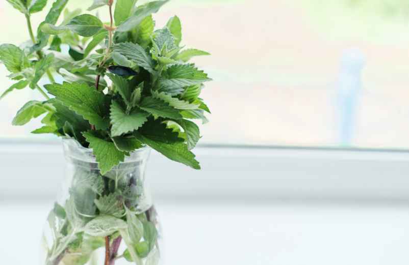 1. Conserver la menthe comme un bouquet de fleurs-Luxury Design