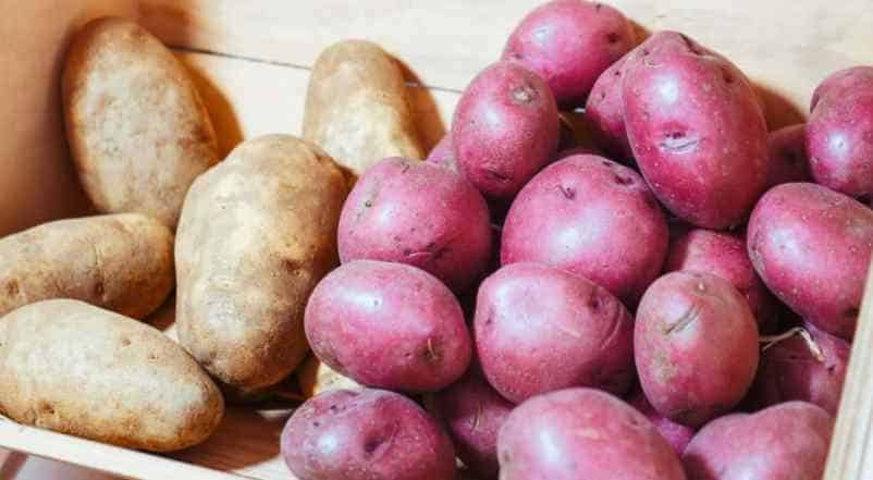 Quelles variétés de pommes de terre choisir pour une récolte précoce ? Luxury Design Quelles variétés de pommes de terre choisir pour une récolte précoce ? Luxury Design